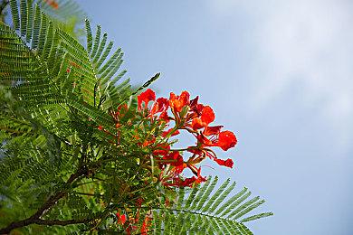 还有两天！《明末：渊虚之羽》登顶Steam国区热销榜！